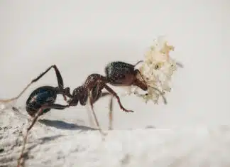 Les professionnels de désinsectisation à Strasbourg vous débarrasseront des nuisibles ! Les professionnels de désinsectisation à Strasbourg vous débarrasseront des nuisibles !