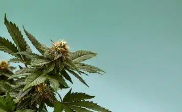 Produits à base de cannabidiol : une solution naturelle pour les seniors